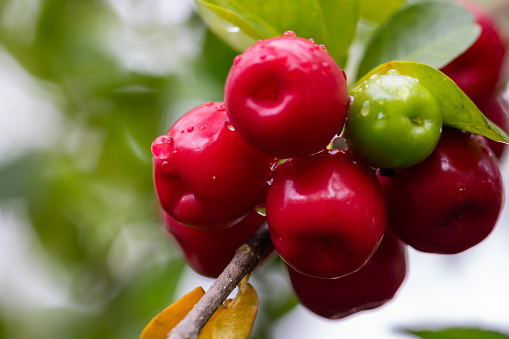 delicious red cherries on the tree after the rain with drops on the fruits and blurred background