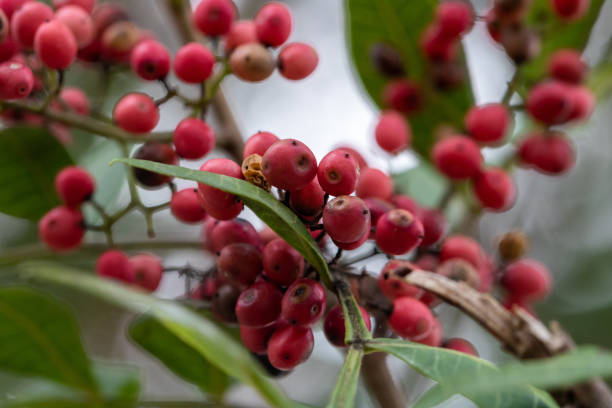 Brazilian pepper tree berries, known as pink peppercorns