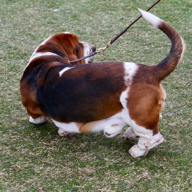 istock Basset Hound Dogs 1133085227