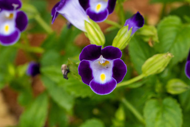 istock Flower in Rio de Janeiro Brazil 1133085306