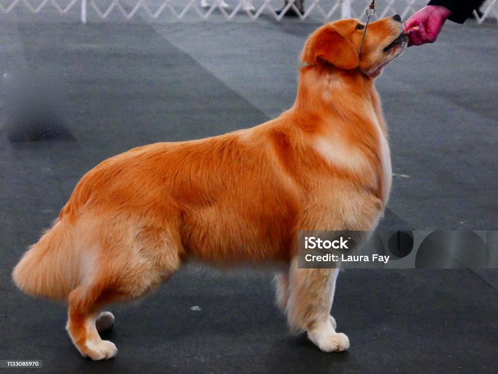 Dogs of Choice Purebred dogs that are well groomed and learning how to become show dogs Obedience Training Stock Photo