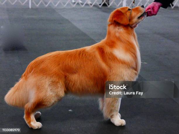 Dogs Of Choice Stock Photo - Download Image Now - Obedience Training, Soft Coated Wheaten Terrier, Standard Poodle