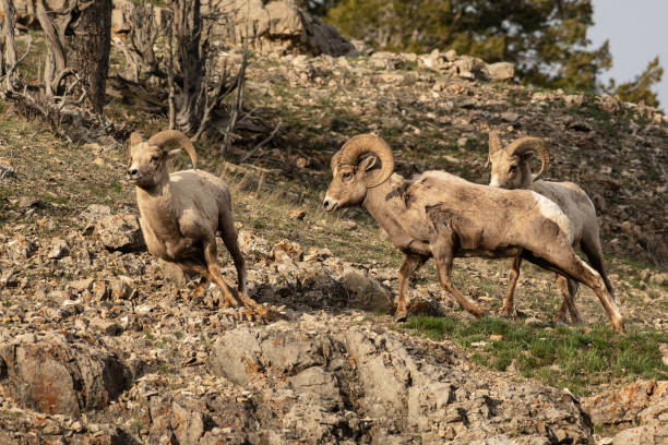 istock Three Bighorn rams running Yellowstone USA 1133086107