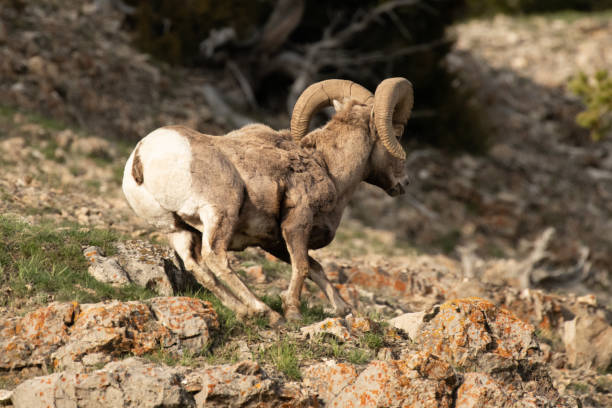 istock Bighorn ram running Yellowstone USA 1133087725