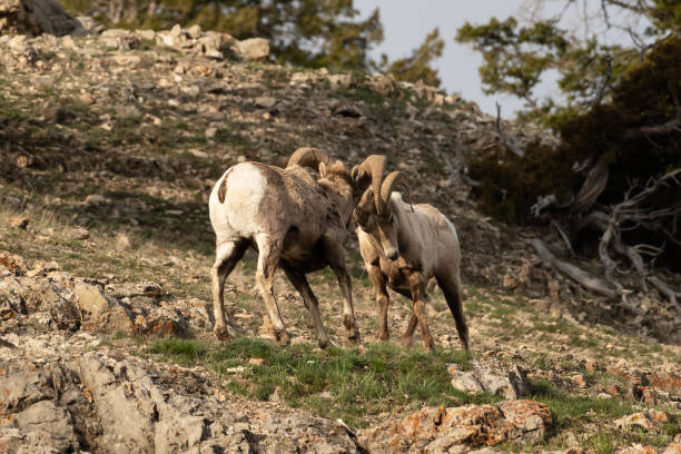 istock Bighorn rams fighting Yellowstone USA 1133088353