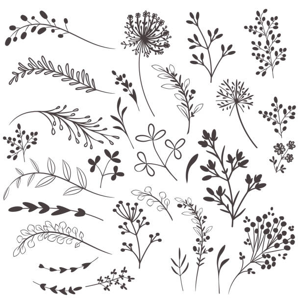 Collection of vector rustic plants for design Collection of vector rustic plants for design floral design element stock illustrations