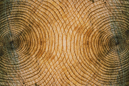 Overlaid tree rings composite image.