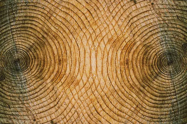 Photo of Tree Ring Symmetry