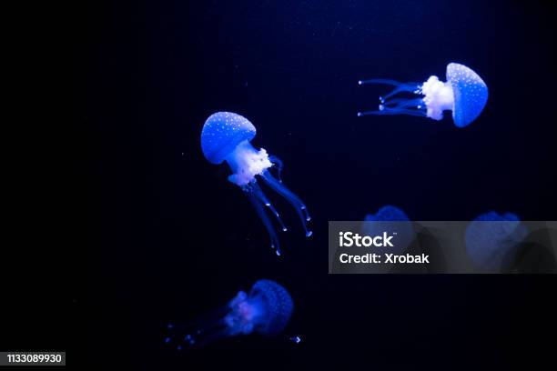 Oceanario Aquarium Of Lisbon Large Collection Of Marine Species Stock Photo - Download Image Now