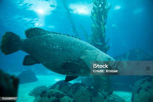Oceanario Aquarium Of Lisbon Large Collection Of Marine Species Stock Photo - Download Image Now