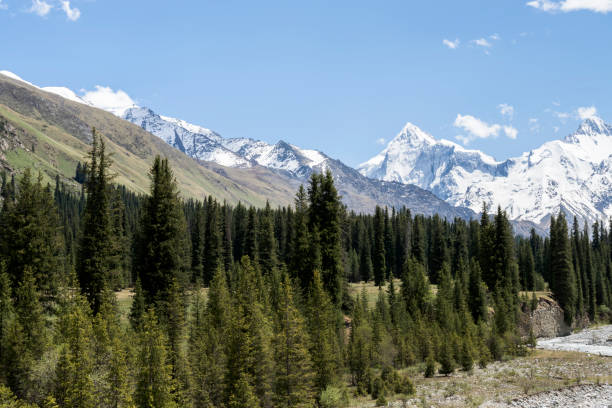 istock Trees and mountains against a blue sky 1133091599