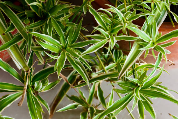 istock Chlorophytum, green spider plant 1133094121