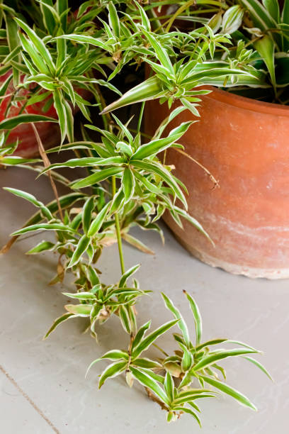 istock Chlorophytum, green spider plant 1133094128