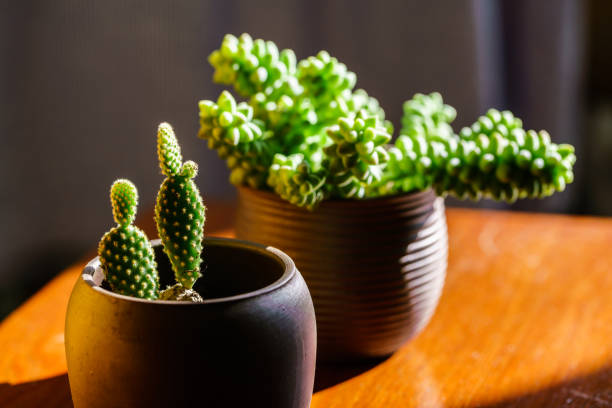 Small juicy succulent plant Small juicy succulent plant 園藝 stock pictures, royalty-free photos & images