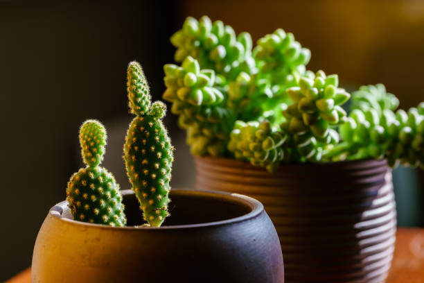 Small juicy succulent plant Small juicy succulent plant 園藝 stock pictures, royalty-free photos & images