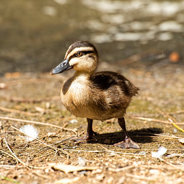 istock Wandering Whistling Duck 1133094286