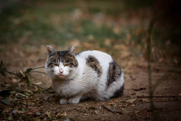 Stray cat outdoors, wild cat Stray cat outdoors, wild cat 一隻動物 stock pictures, royalty-free photos & images