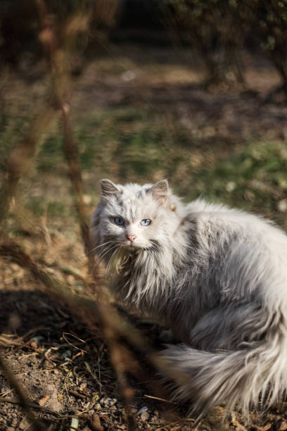 Stray cat outdoors, wild cat Stray cat outdoors, wild cat 一隻動物 stock pictures, royalty-free photos & images