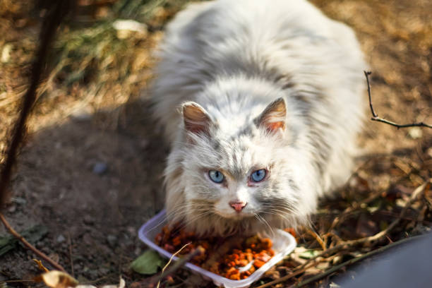 Stray cat outdoors, wild cat Stray cat outdoors, wild cat 一隻動物 stock pictures, royalty-free photos & images