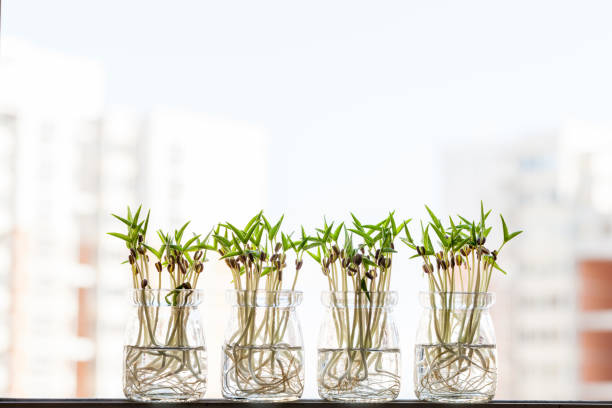 Healthy green mung bean sprouts，Mung beans