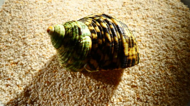 Green shell in close-up on a golden sand background Green and yellow spotted shell on sand reflet stock pictures, royalty-free photos & images