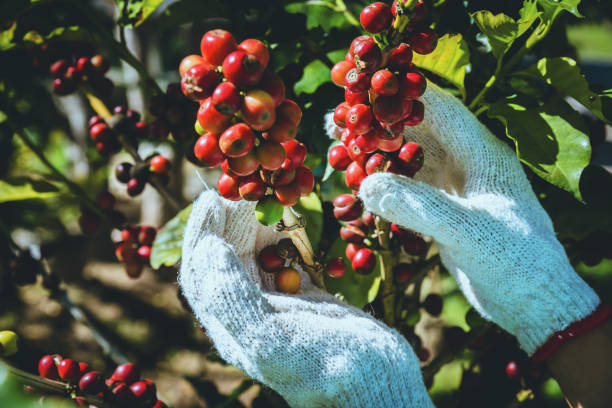 coffee tree with coffee beans on coffee plantation,how to harvest coffee beans. - pulping imagens e fotografias de stock