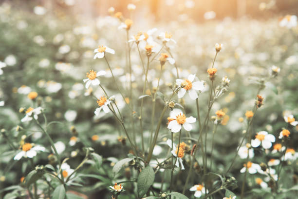 istock nature white flower with sunshine 1133100318