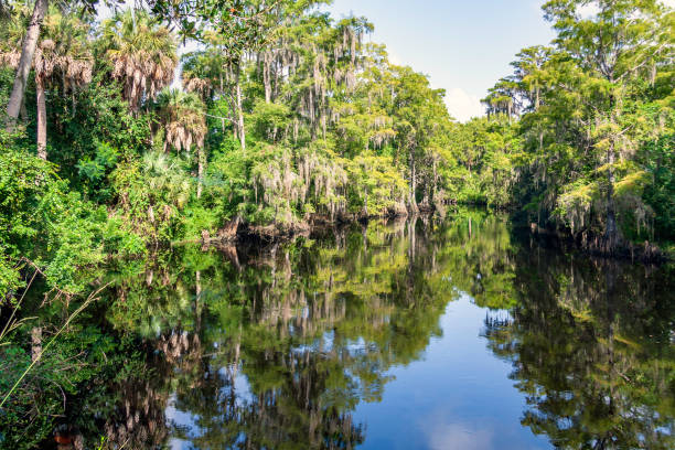 istock Blue Sky & Spanish Moss Covered Cypress Tree Reflections along Shingle Creek 1133100375