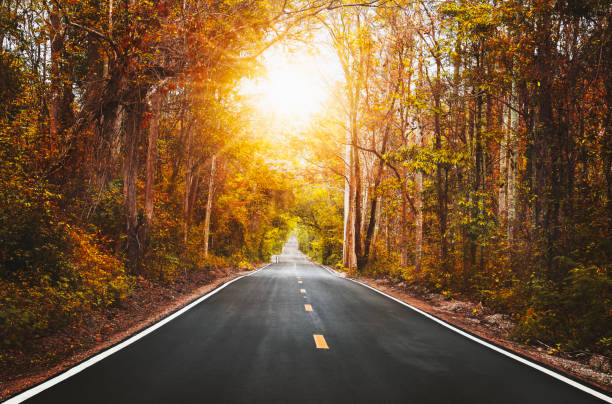 istock Country Road and Trees Beside with sunrise 1133100429