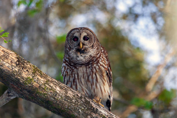 istock Closeup of a Barred Owl on a Tree Branch in a Forest 1133100494