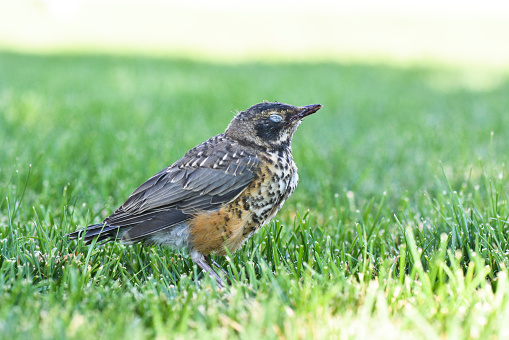 A robin bird sits in the grass with its eyes closed, on a summer day.