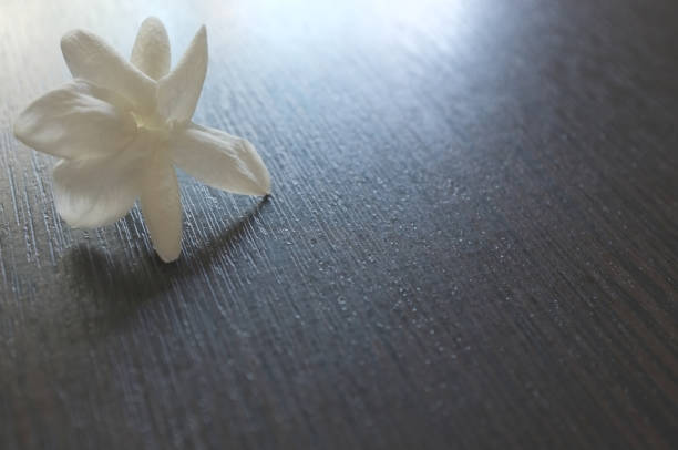 istock Jasmine flower over black wood background . 1133106929