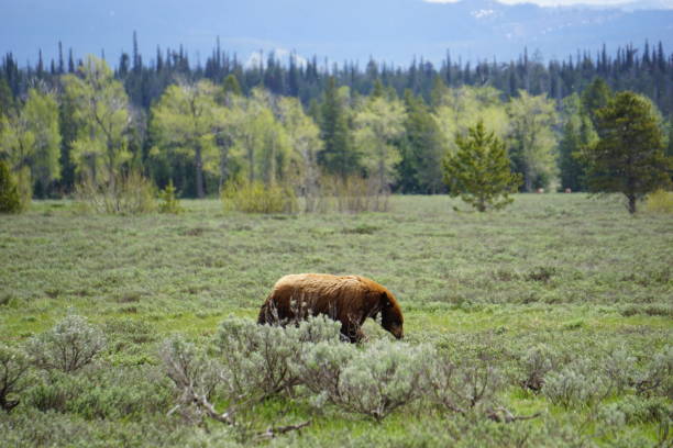 istock Brown Black Bear in Lupine Meadows 1133107980