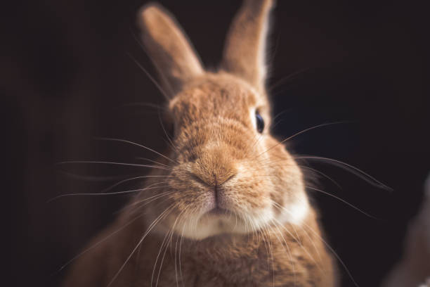 istock Rufus rabbit profile in dark natural lighting 1133110123
