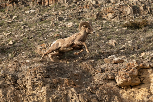 Big Horn ram active with other rams in Yellowstone, USA. Running, jumping, leaping, challenging and butting each other.