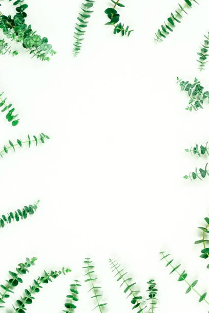 istock green eucalyptus leaves, branches, herbs,  plants frame border on white background top view. copy space. flat lay 1133112474