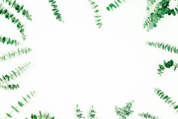 istock green eucalyptus leaves, branches, herbs,  plants frame border on white background top view. copy space. flat lay 1133112500