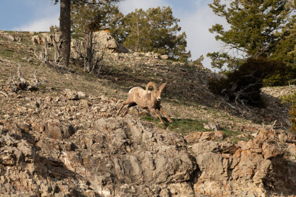 istock Bighorn ram running Yellowstone USA 1133112712