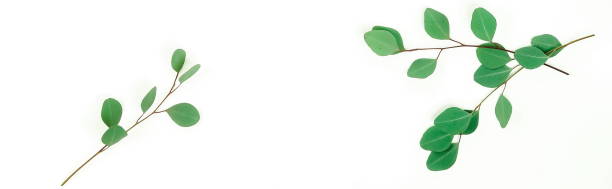 istock green eucalyptus leaves, branches, herbs,  plants frame border on white background top view. copy space. flat lay 1133113284