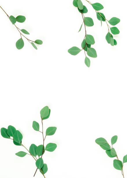 istock green eucalyptus leaves, branches, herbs,  plants frame border on white background top view. copy space. flat lay 1133113290