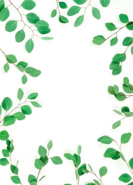 istock green eucalyptus leaves, branches, herbs,  plants frame border on white background top view. copy space. flat lay 1133113358