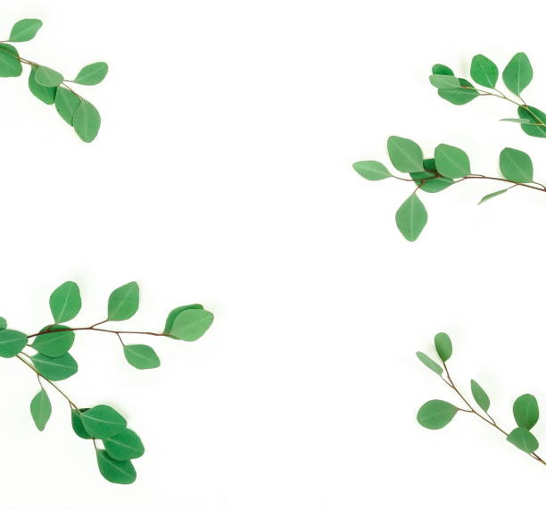 istock green eucalyptus leaves, branches, herbs,  plants frame border on white background top view. copy space. flat lay 1133113370