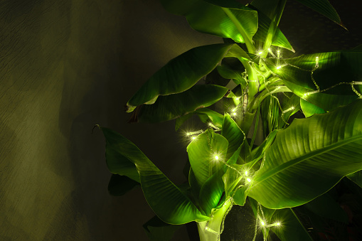 Abstract composition of illuminated garland hanging on the banana tree