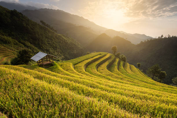 istock Beautiful landscape rice fields on terraced of Mu Cang Chai 1133117681