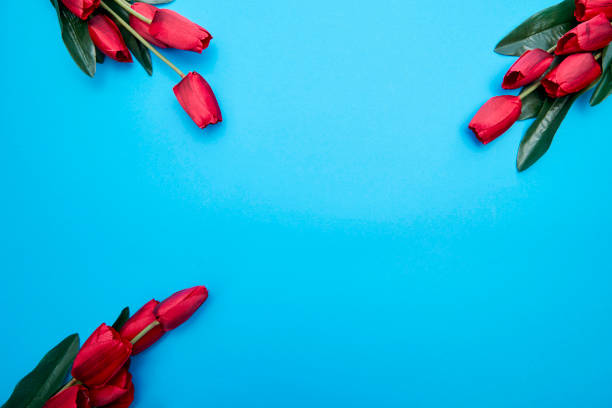 istock Red Tulips flowers on paper bright blue background, 1133118899