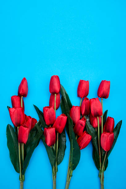 istock Red Tulips flowers on paper bright blue background, 1133118919
