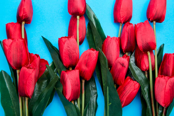 istock Red Tulips flowers on paper bright blue background, 1133118935