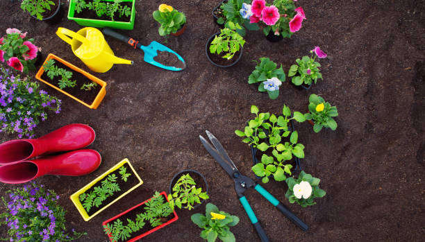 istock flower and vegetable seedlings growing in the garden 1133120195