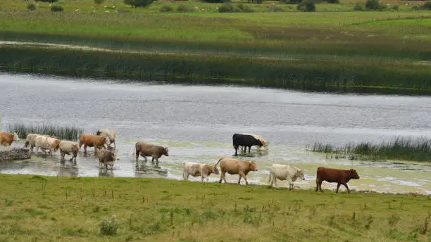 A cow herd has to step through the river Shannon to reach their grazing grounds