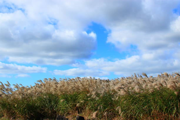 It is a scenery of Jeju \